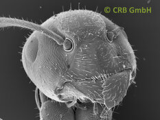 Unser aller Lieblingsbild - Die Ameise - Bildbreite ca. 1mm | © CRB Analyse Service GmbH