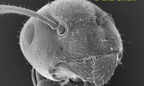 Unser aller Lieblingsbild - Die Ameise - Bildbreite ca. 1mm | © CRB Analyse Service GmbH